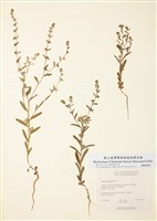 藏品(鶴蝨)的圖片